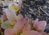 zahrada-jaro-2012-cemerice_7.jpg