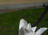 zahrada-jaro-2012-magnolie-sacholan_1.jpg