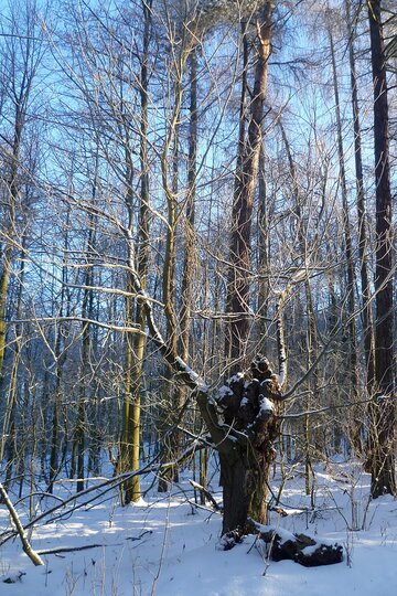 19-01-2017-bezky-osma-trida_10.jpg