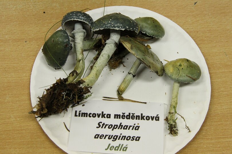 12-10-2017-vystava-hub-2017_22.jpg