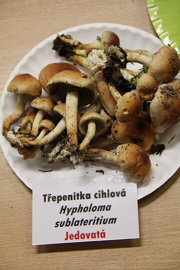 12-10-2017-vystava-hub-2017_6.jpg