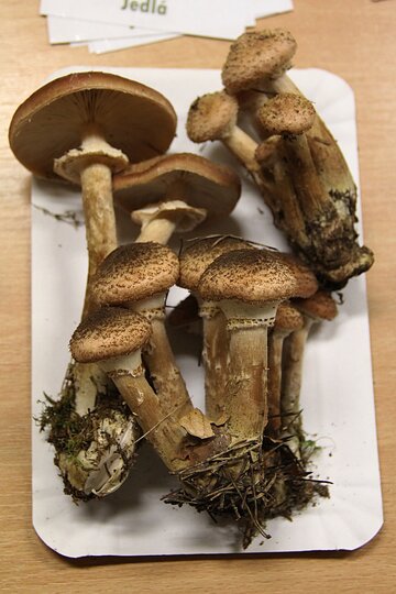 12-10-2017-vystava-hub-2017_1.jpg