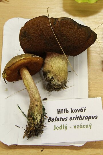 12-10-2017-vystava-hub-2017_10.jpg