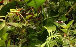 exkurze-do-botanicke-zahrady-v-praze-27-4-2012_1.jpg