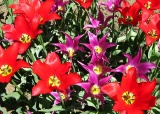 exkurze-do-botanicke-zahrady-v-praze-27-4-2012_30.jpg
