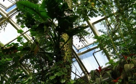 exkurze-do-botanicke-zahrady-v-praze-27-4-2012_22.jpg