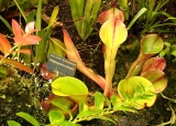 exkurze-do-botanicke-zahrady-v-praze-27-4-2012_4.jpg