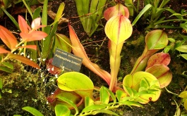 exkurze-do-botanicke-zahrady-v-praze-27-4-2012_4.jpg