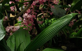 exkurze-do-botanicke-zahrady-v-praze-27-4-2012_25.jpg