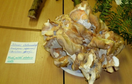 48tdylkcla_vystava-hub-ve-skole-20-21-9-2011_1