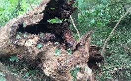 diyvngqwdm_____IMG_1879