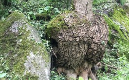 diyvngqwdm_____IMG_1879