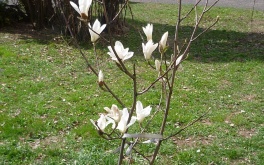 zahrada-jaro-2012-magnolie-sacholan_3.jpg