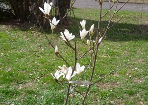 iwv67vzhfh_zahrada-jaro-2012-magnolie-sacholan_1