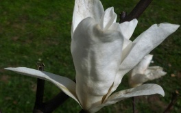 zahrada-jaro-2012-magnolie-sacholan_1.jpg