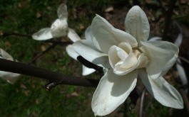 zahrada-jaro-2012-magnolie-sacholan_2.jpg