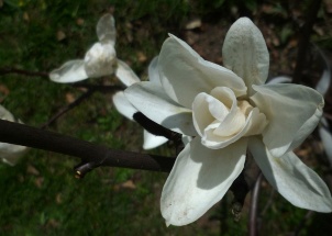 iwv67vzhfh_zahrada-jaro-2012-magnolie-sacholan_1