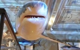 5l5onwb0js_____IMG_20230201_154245