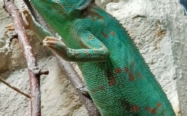 zxyuak28iy_____IMG-20231023-WA0035