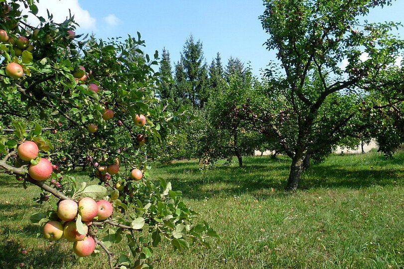 zahrada-podzim-2012_11.jpg