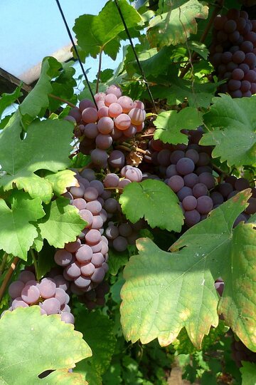 zahrada-podzim-2012_4.jpg