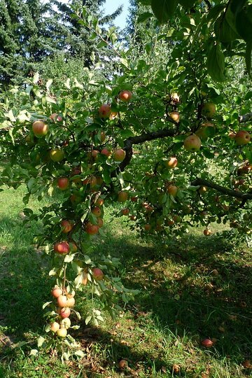 zahrada-podzim-2012_12.jpg