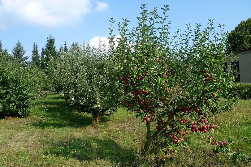 zahrada-podzim-2012_6.jpg