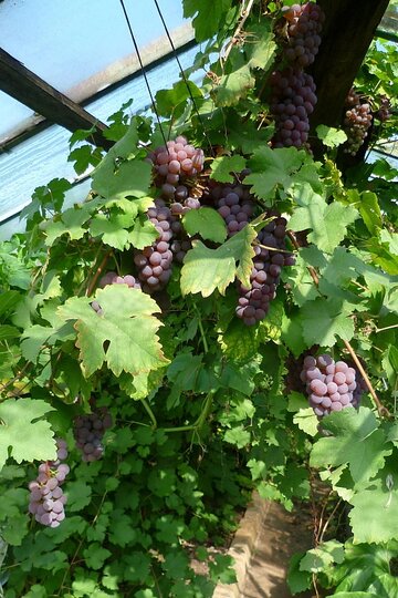 zahrada-podzim-2012_3.jpg