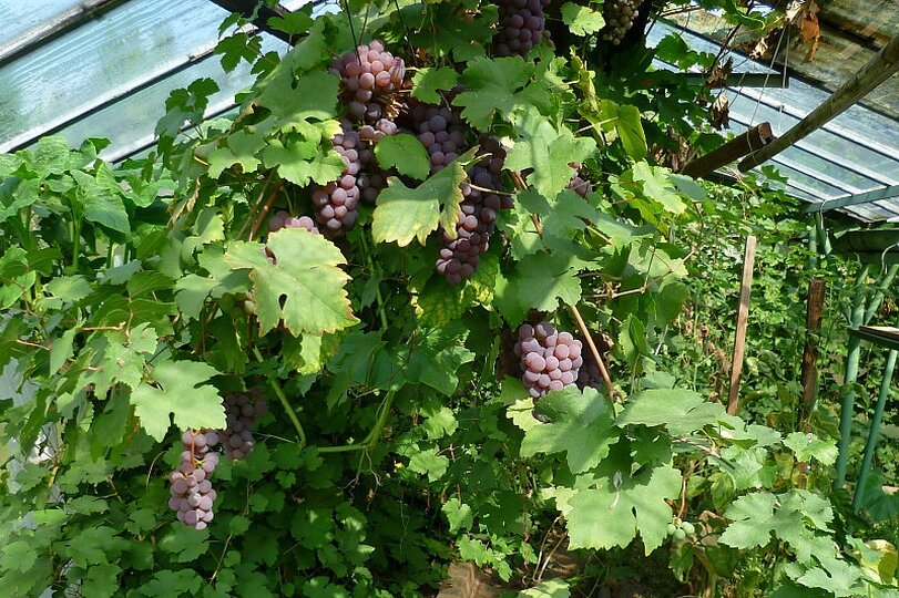 zahrada-podzim-2012_2.jpg