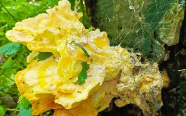 38gyymgro1_____IMG-20240516-WA0041