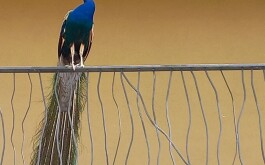 1sxzoy883u_____20240611_131128