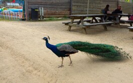 1sxzoy883u_____20240611_131128