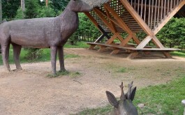 1sxzoy883u_____20240611_131128