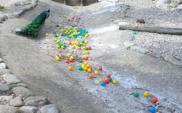 1sxzoy883u_____20240611_131128