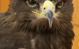 lx6upqzfkp_____IMG_3236