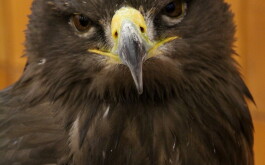 lx6upqzfkp_____IMG_3236