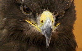 lx6upqzfkp_____IMG_3236