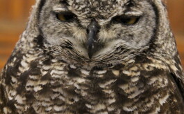 lx6upqzfkp_____IMG_3236