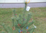 IMG_3536.JPG