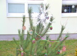 IMG_3535.JPG
