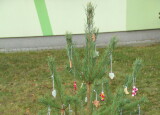 IMG_3552.JPG