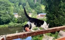 fnse6xwkh2_____Obrázek WhatsApp, 2025-06-16 v 14.04.51_eddd46f1