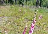 IMG_20250617_101834.jpg
