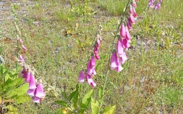 lzapdwzt4r_____IMG_20250617_102808