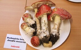 f1zx51ko5i_____IMG-20251013-WA0011