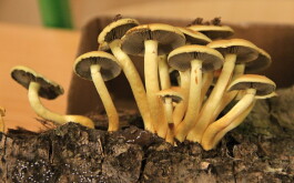 f1zx51ko5i_____IMG-20251013-WA0011