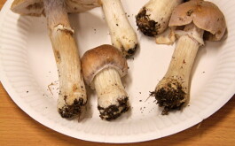 f1zx51ko5i_____IMG-20251013-WA0011