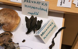 f1zx51ko5i_____IMG-20251013-WA0011