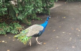 ut6dalq9mb_____IMG-20251110-WA0030