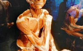 t3jj4lc0u3_____WhatsApp Image 2026-01-14 at 15.57.38 (1)